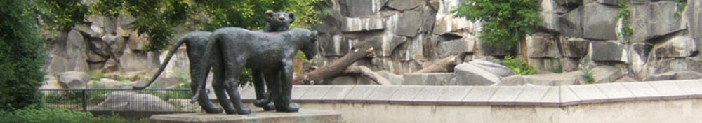 Junge Löwen im Tierpark Friedrichsfelde